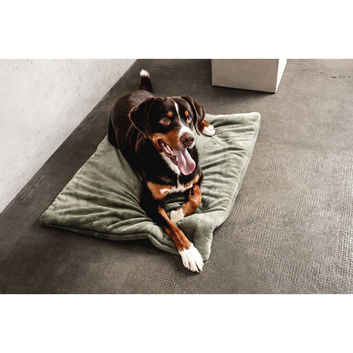 Hundedecke Emma Moosgrün (veganistisch)
