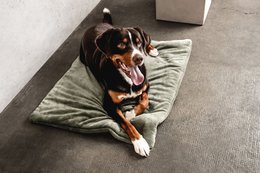 Hundedecke Emma Moosgrün (vegansk)