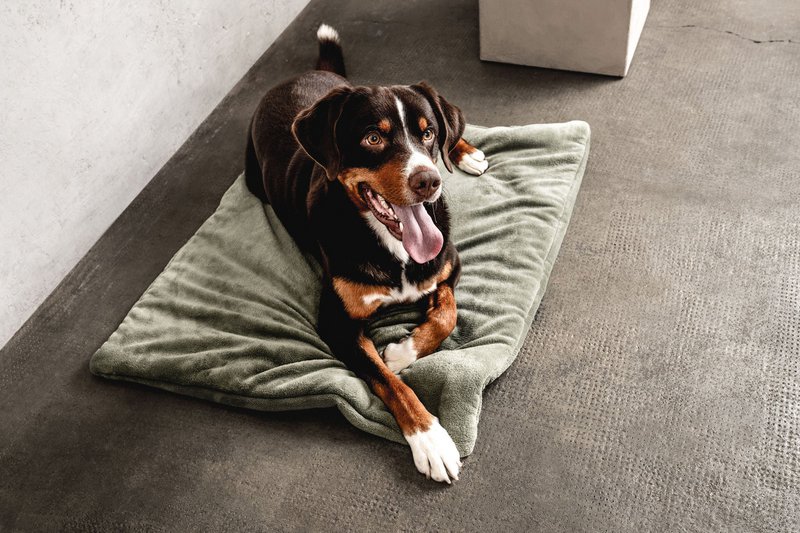 Hundedecke Emma Moosgrün (vegansk)