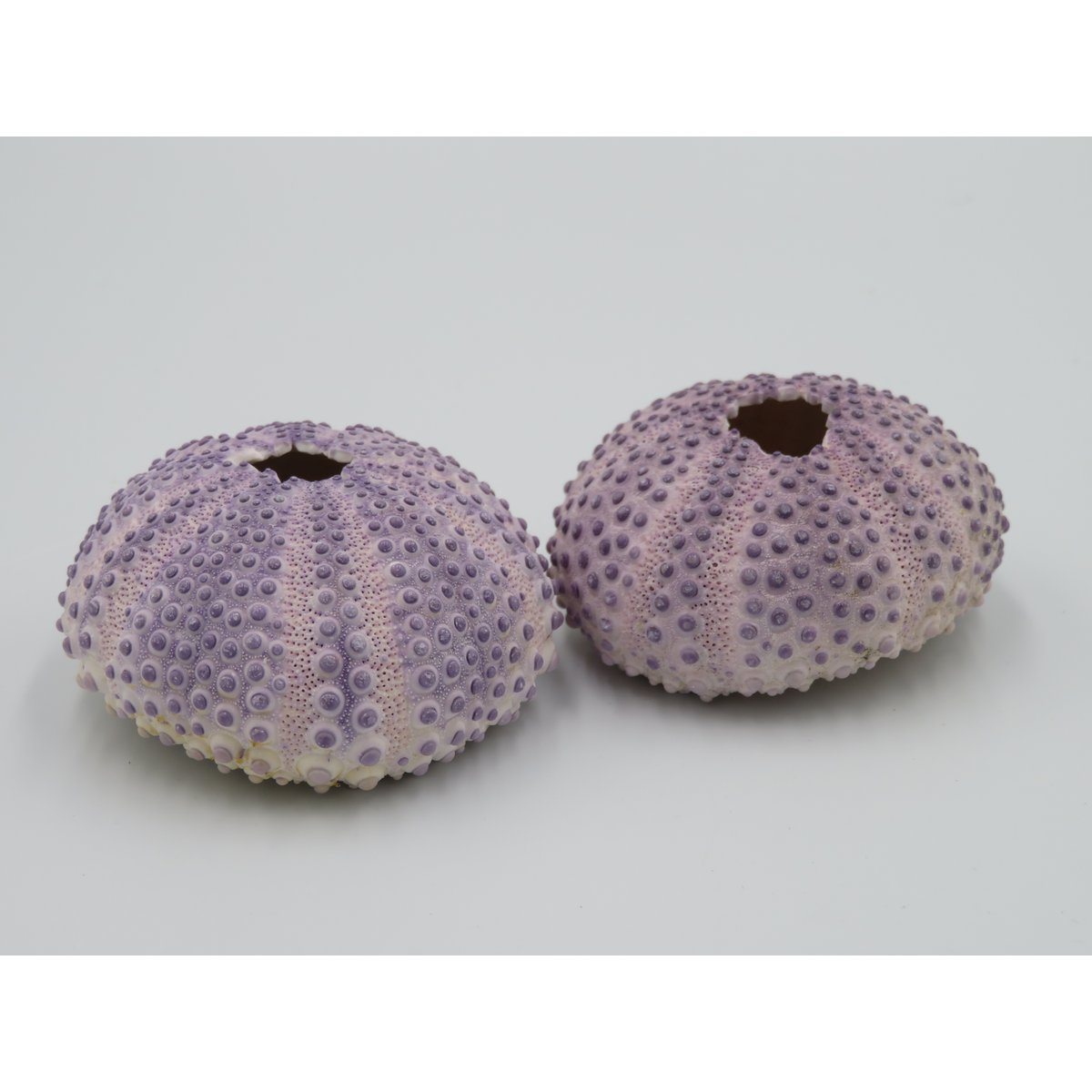 Sea urchin house - Bulu Babi Purple