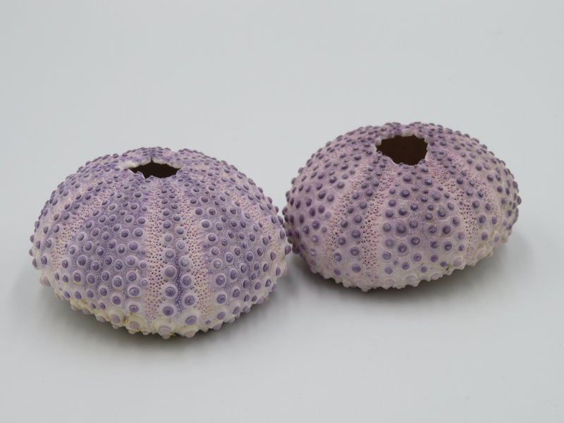 Sea urchin house - Bulu Babi Purple