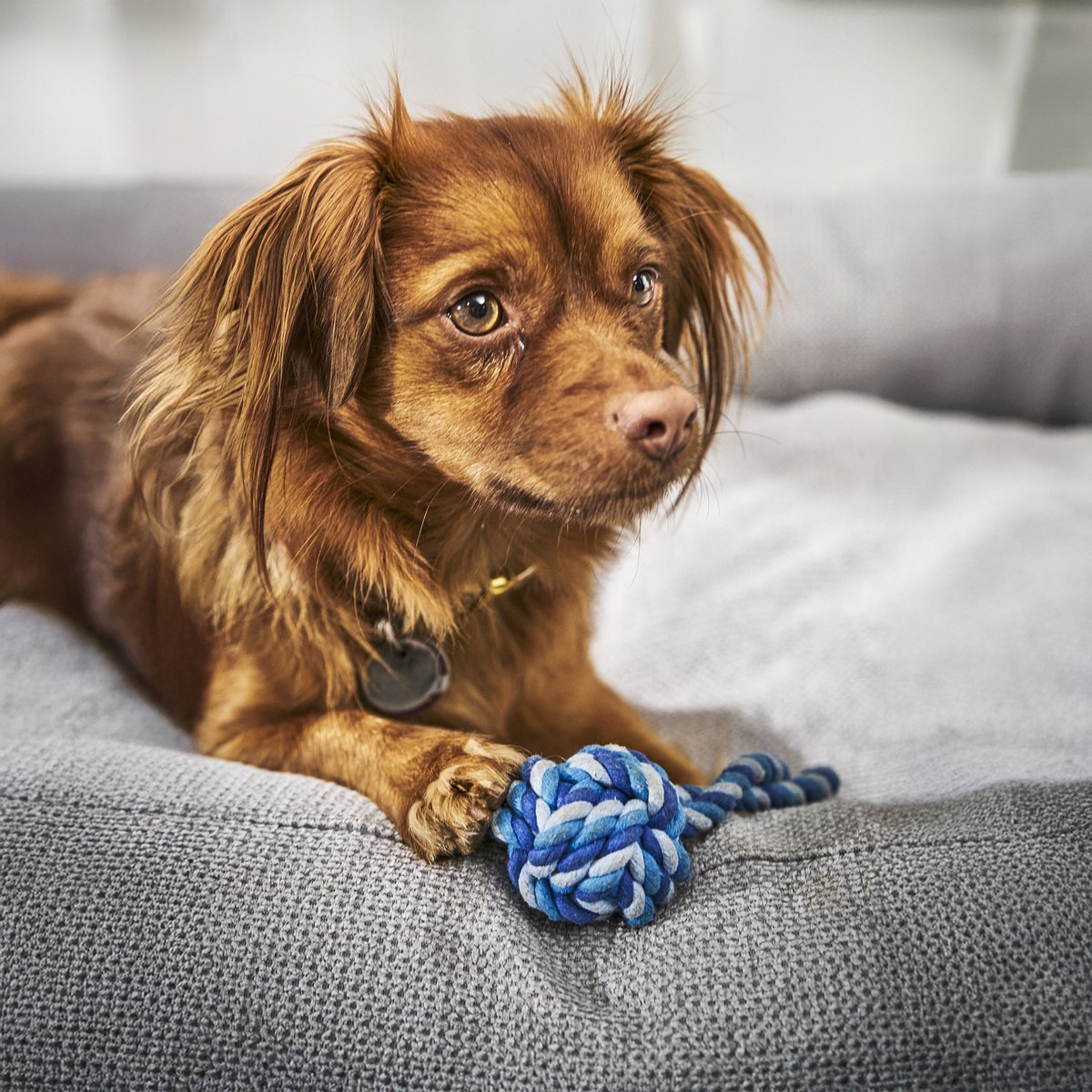 TUDOR ORTHO | Premium Orthopedic Dog Bed