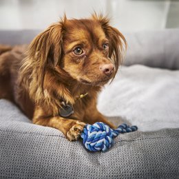 TUDOR ORTHO | Premium Orthopedic Dog Bed