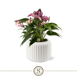 Bologna White Zizou