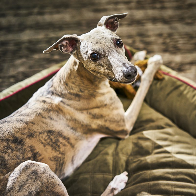 OXFORD I CLASSIC HUNDEBETT