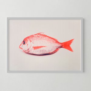 Riso Artprint Fisch Keiko, Risographie, DIN A3