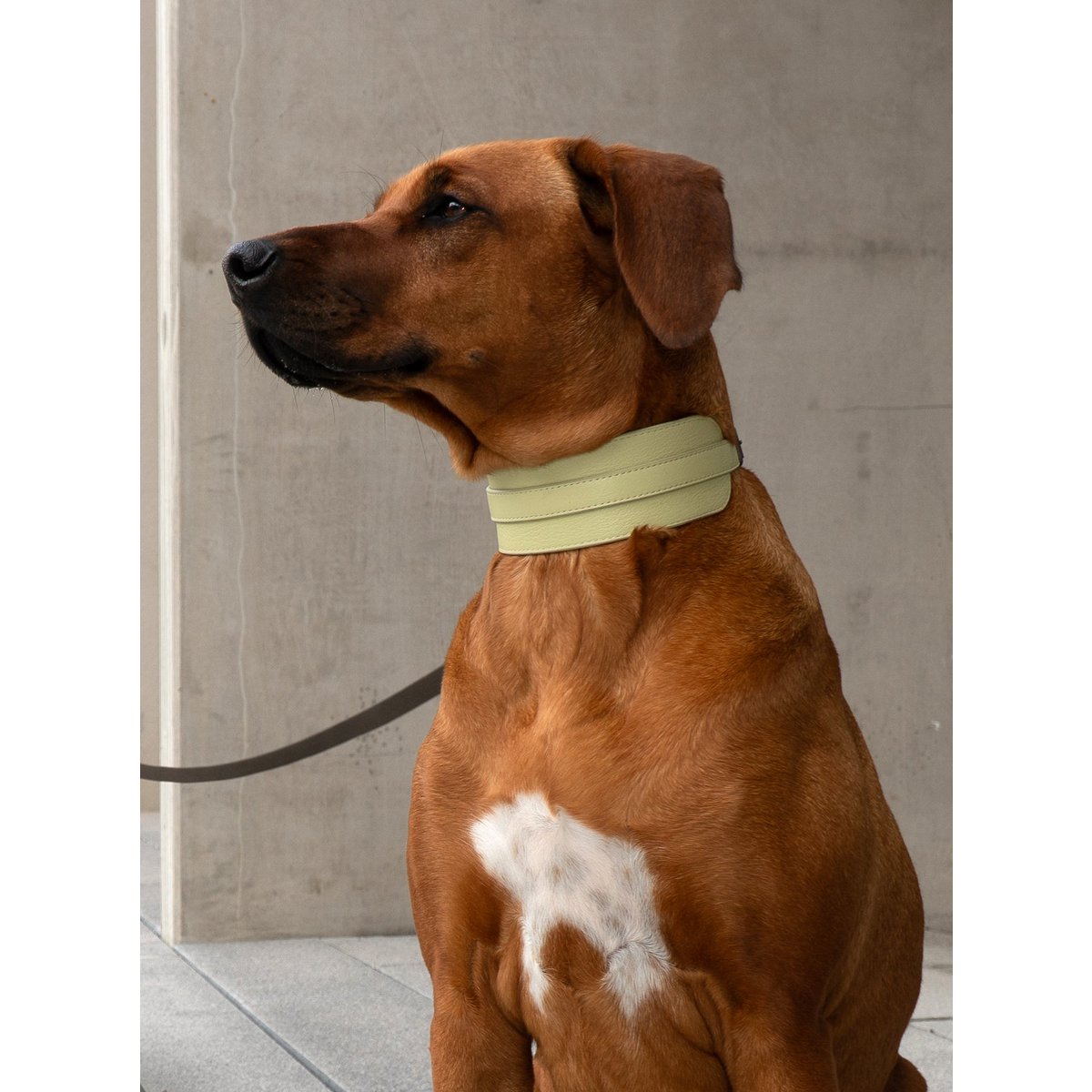 ARCH COLLAR LIGHT SAGE