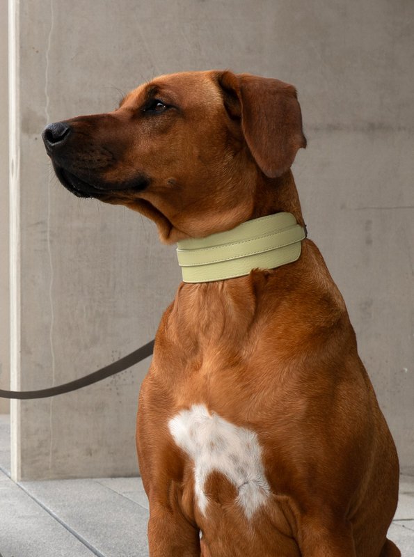 ARCH COLLAR LIGHT SAGE