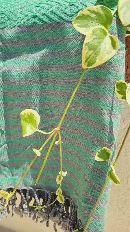 SAHARA Cotton Hammam Spa Towel – Compact – Green - 180x100 cm