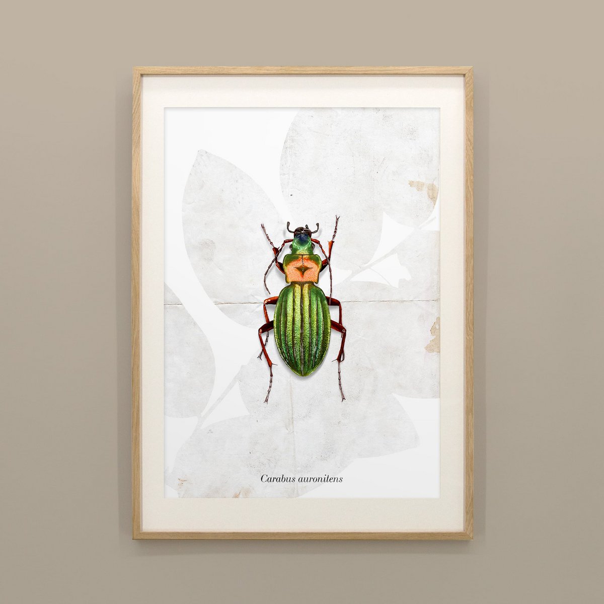 Poster - Grondkever