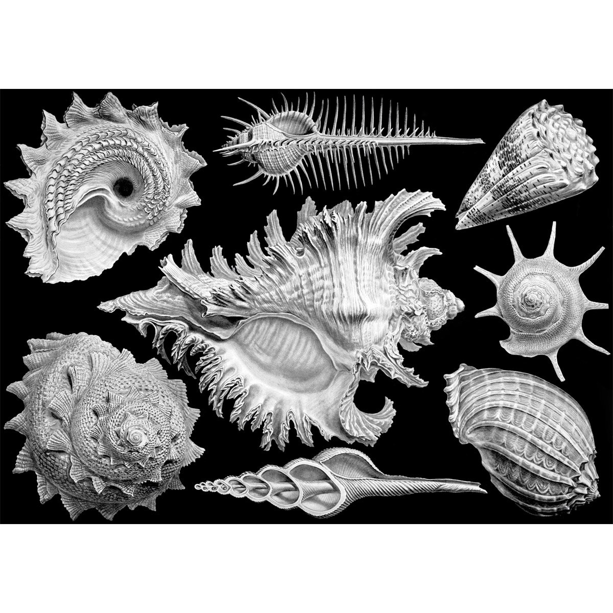 Shells Jigsaw Puzzle (1000 pieces)