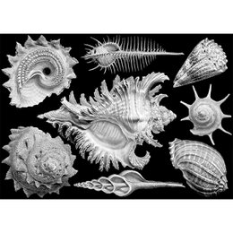 Shells Jigsaw Puzzle (1000 pieces)