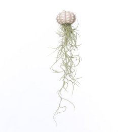 A unique and whimsical jellyfish-inspired sputnik-style cacti plant with a round, white, spiky bloom and long, trailing green tendrils.
