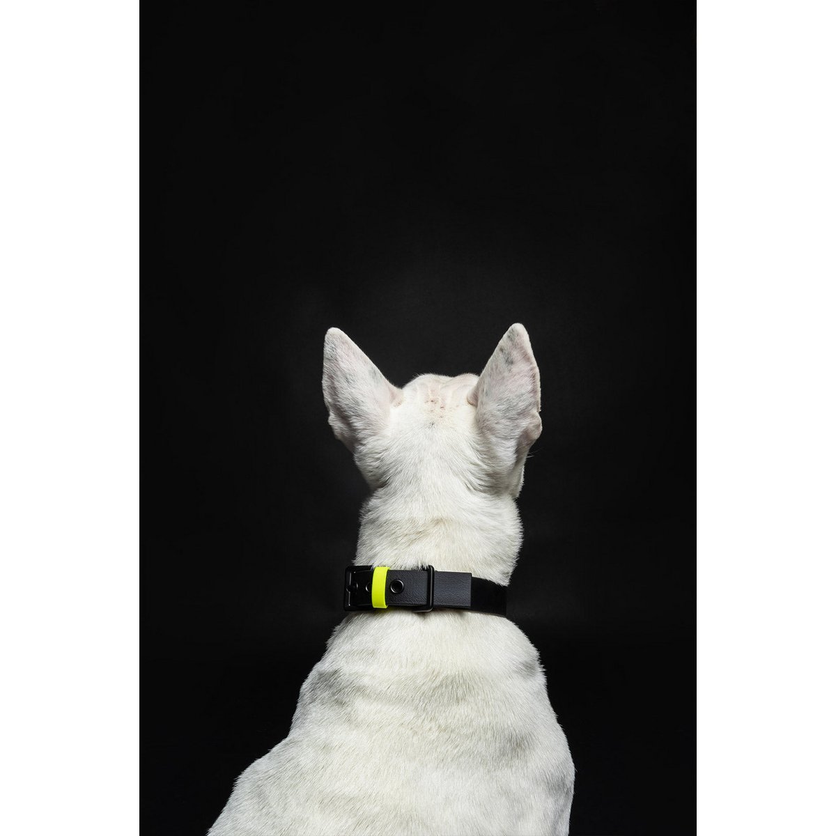 Dog collar C01