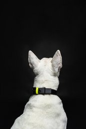 Dog collar C01