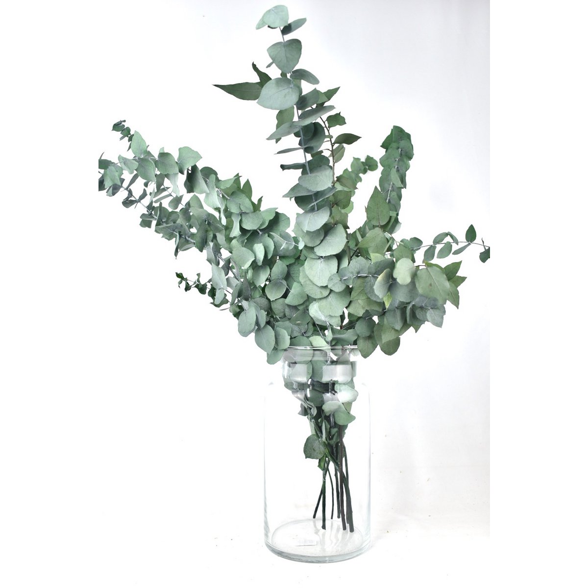 Fiori secchi - Eucalipto conservato - 70 cm