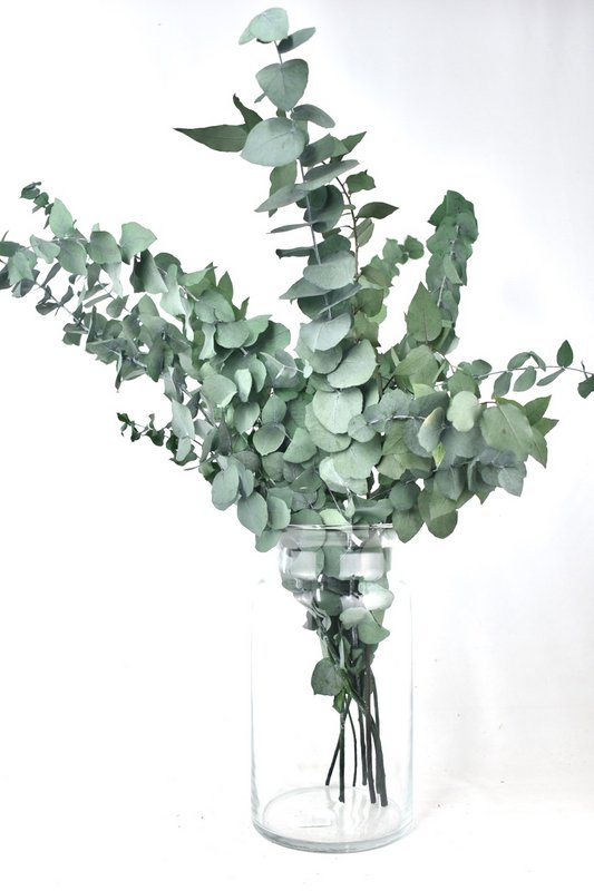 Suszone kwiaty - Eukaliptus zachowany - 70 cm