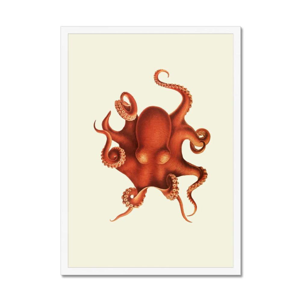 Octopus