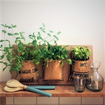 Let it Grow Hangtuintje - Citroen Melisse