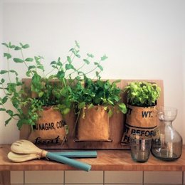 Let it Grow Hangtuintje - Citroen Melisse