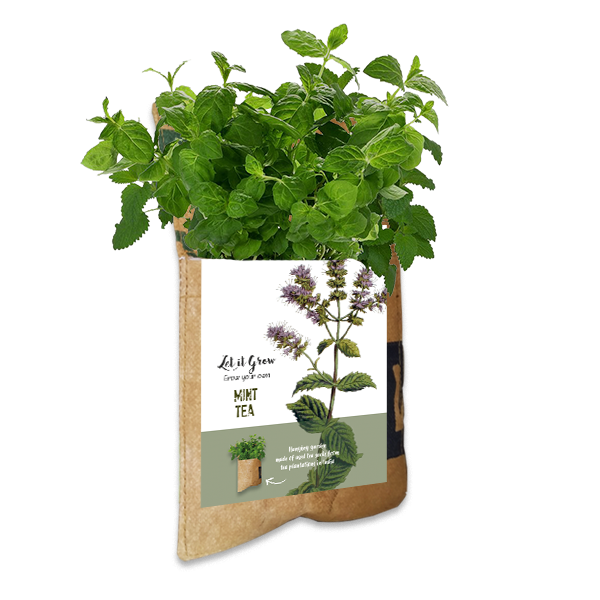 Let it Grow Hängender Garten – Minze
