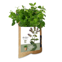 Let it Grow Hanging Garden - Mint