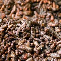 Curcuma (curcuma), moulu, BIO, 250g