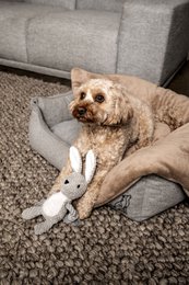 Juguete para perros Conejo Theo
