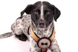Decorative bow tie patch for pet collars, 8cm in size, suitable for dogs.