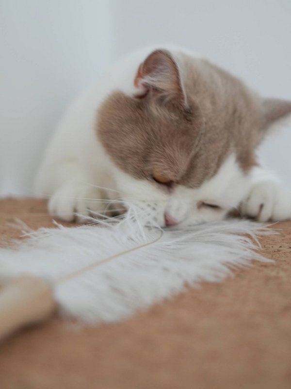 Feather feather with 1 ostrich feather