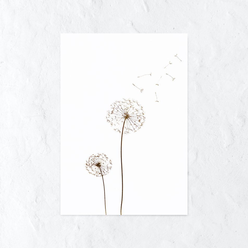 bladder flower