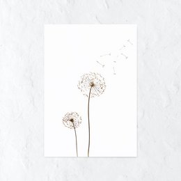 blære blomst
