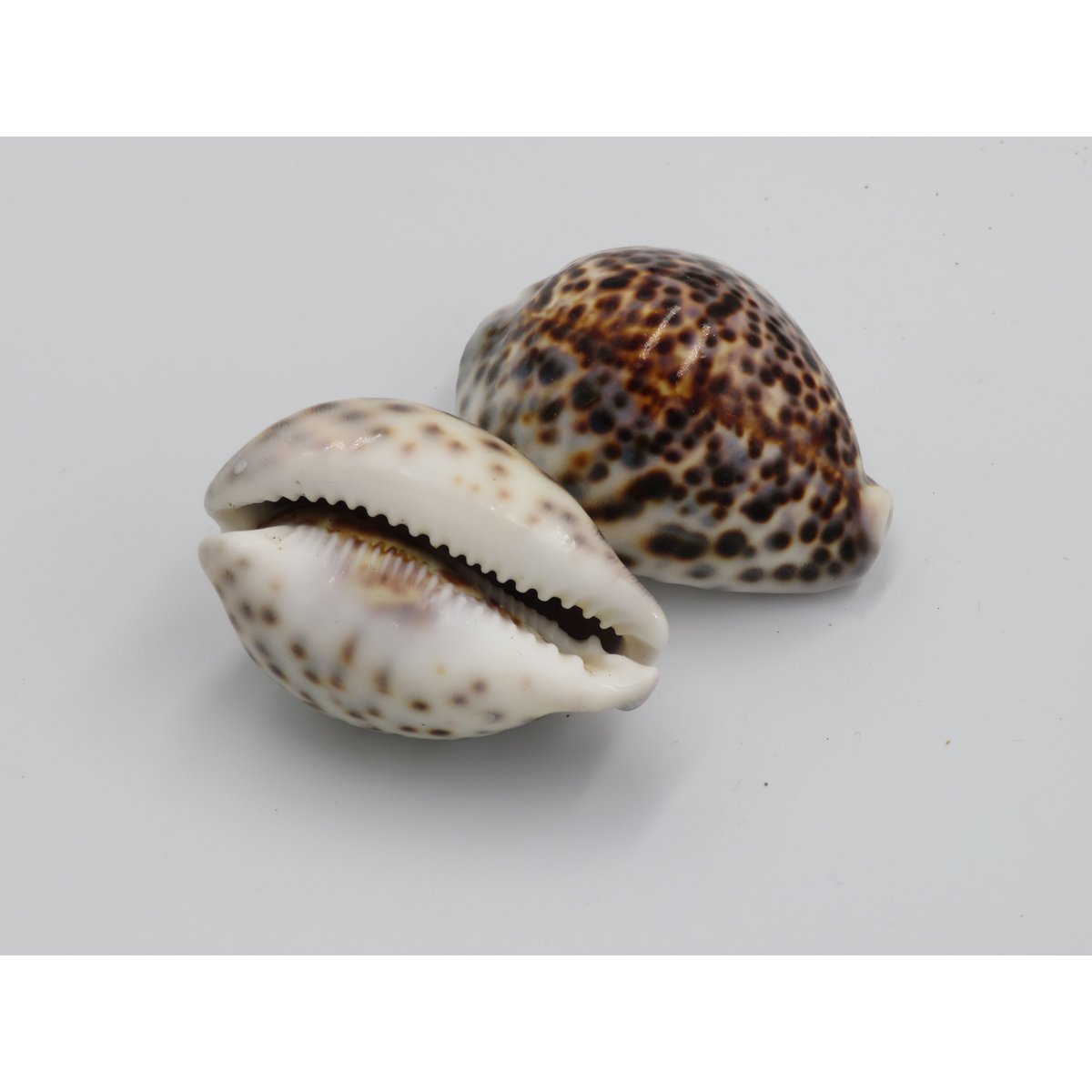 1KG Skorupa Tygrysa Kowok "Cypraea tigris"