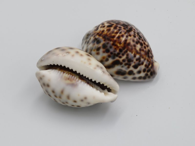 1KG Skorupa Tygrysa Kowok "Cypraea tigris"