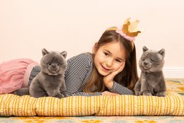 Kartäuserkatze sitzend 20 cm - Plüschtier - Stofftier