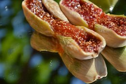 KUMILIO Premium Sundried Kími Figs
