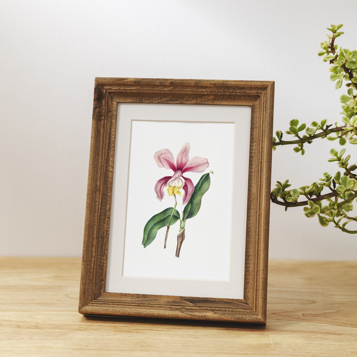 Botanische kunst print mix x16 | Vintage bloem illustratie | Kunst aan de muur