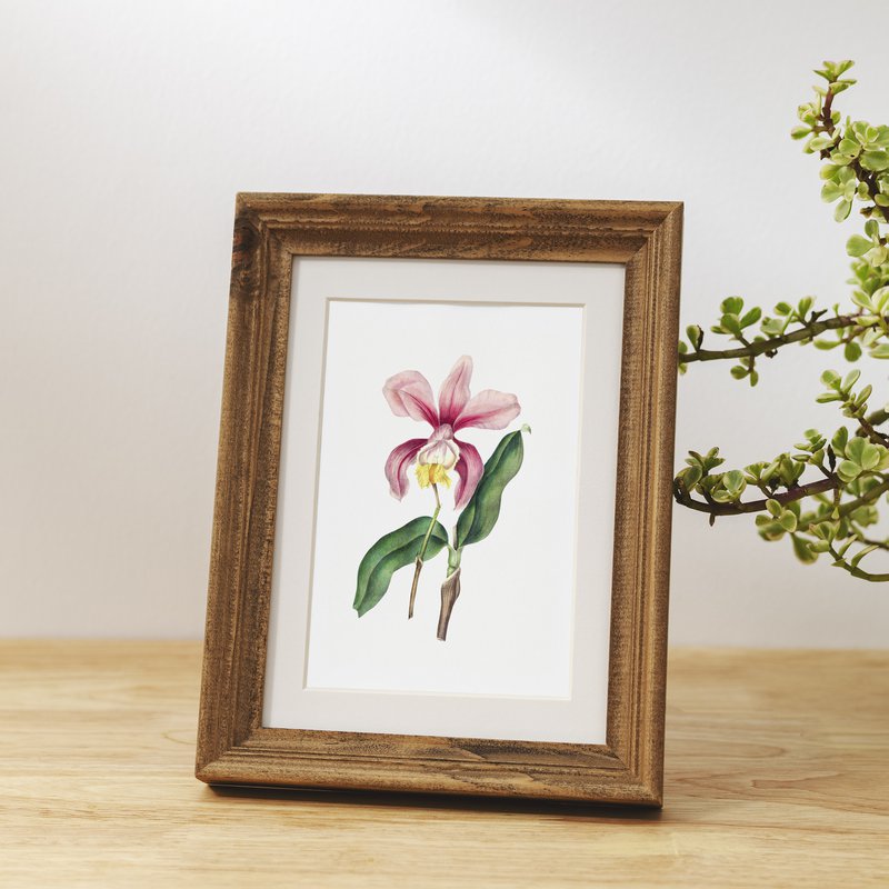 Botaniczny Art Print Mix x16 | Vintage ilustracja kwiat | Dekoracje ścienne