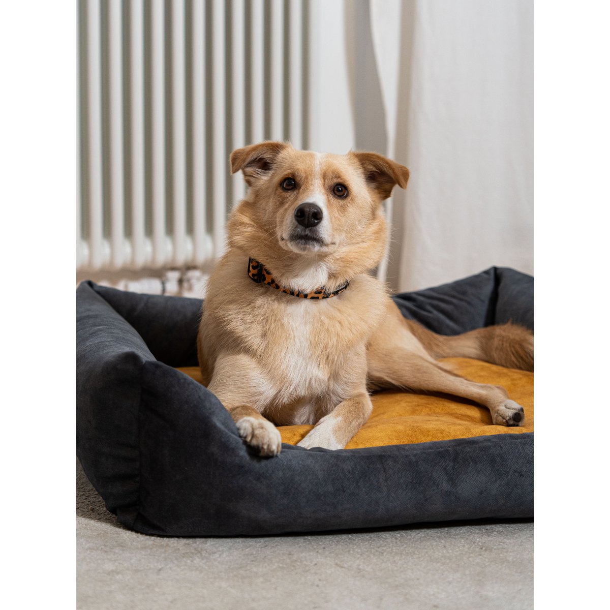 Cuccia per cani e gatti Rexproduct Softcolor – grafite/multicolore