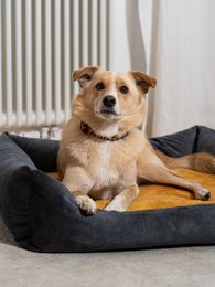 Hunde- og katteseng Rexproduct Softcolor – grafit/multicolor