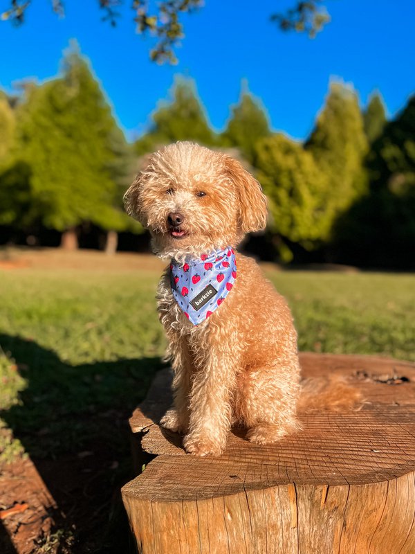 Bandana - Huelva