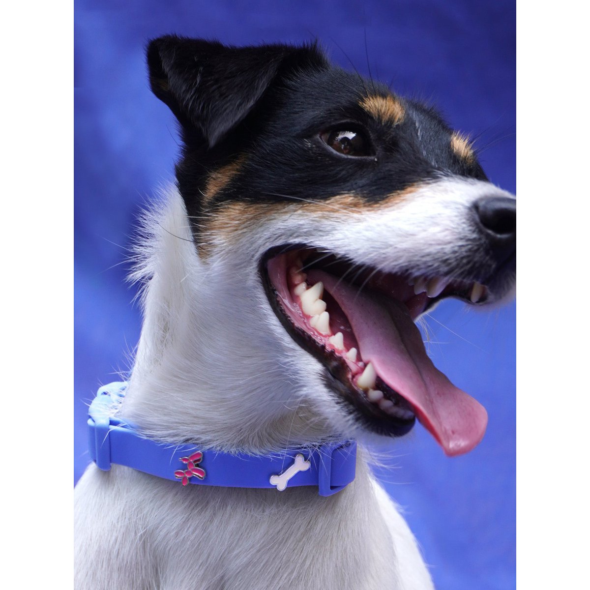 Ballon dog dog collar trailer