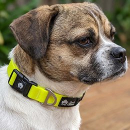 Waterproof collar Neon yellow