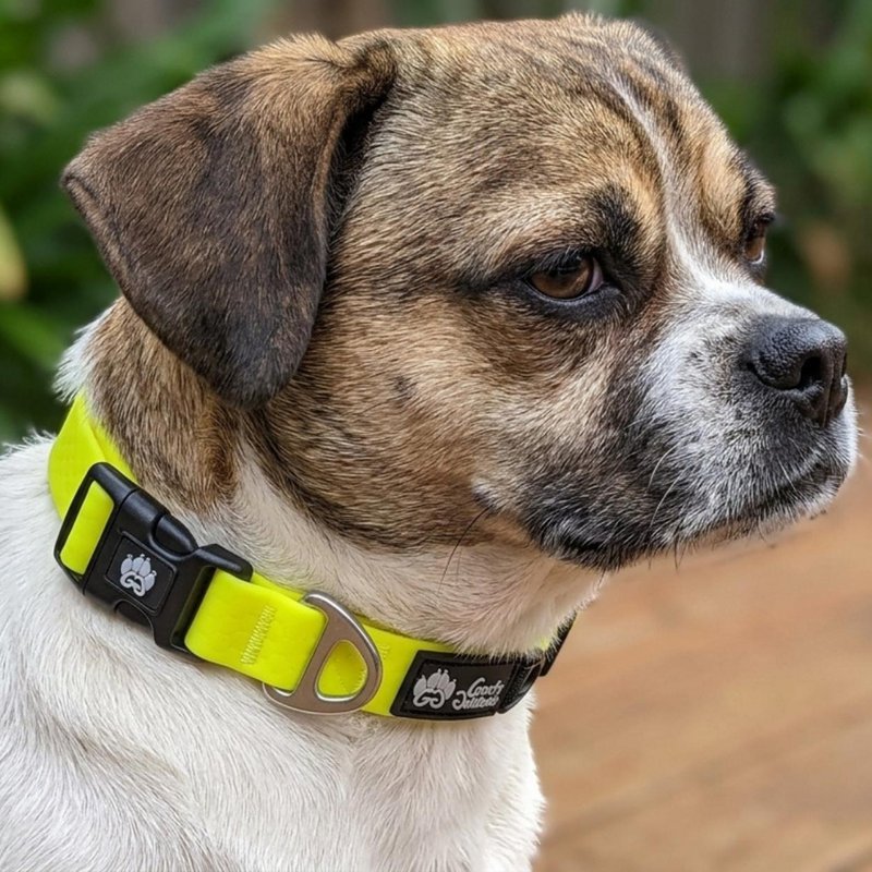 Waterproof collar Neon yellow