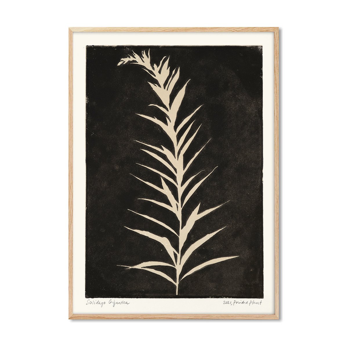 Solidago Gigantea II - PrintedPlant
