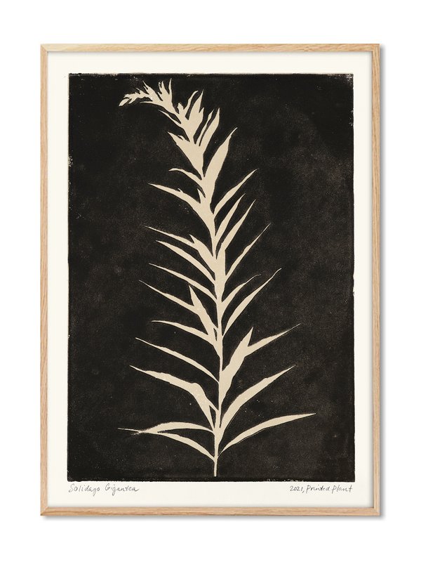 Solidago Gigantea II - PrintedPlant