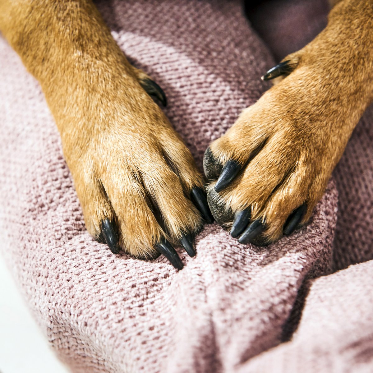 TUDOR CLASSIC HUNDEBETT