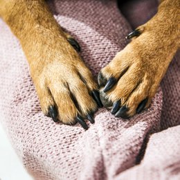 TUDOR CLASSIC HUNDEBETT