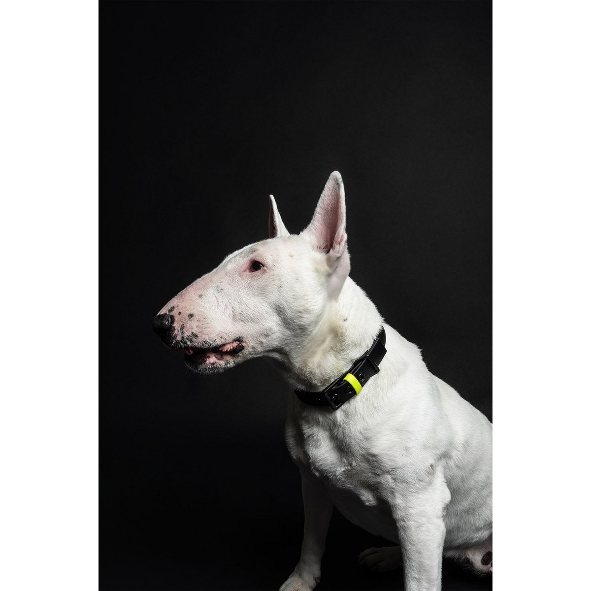 Dog collar C01