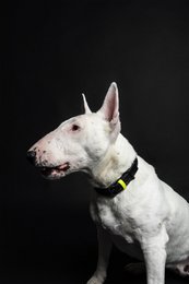 Dog collar C01